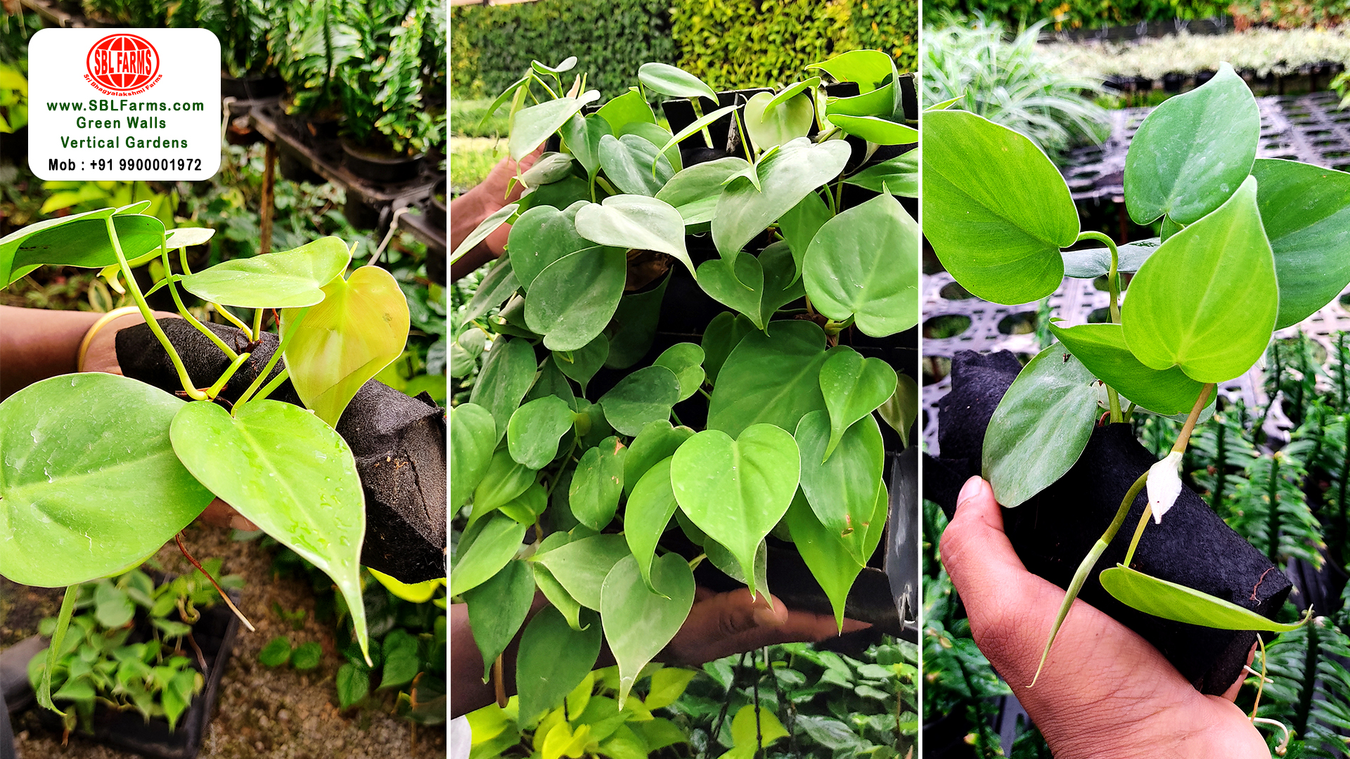 Sbl Farms Green walls and Living walls, Vertical Garden, Bio Curtains,green wall vertical garden service providers at bangalore in india